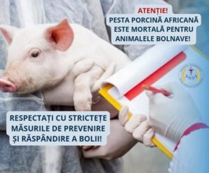 Atenție! Interzicerea comercializării cărnii de porc din cauza Pestei Porcine Africane