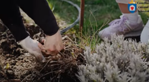 Consiliul raional Ialoveni a lansat campania de salubrizare și plantare