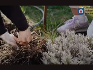 Consiliul raional Ialoveni a lansat campania de salubrizare și plantare