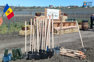 𝗣𝗮𝗿𝘁𝗶𝗰𝗶𝗽𝗮𝗿𝗲 𝗹𝗮 𝗮𝗰𝘁̦𝗶𝘂𝗻𝗲𝗮 𝗱𝗲 𝗽𝗹𝗮𝗻𝘁𝗮𝗿𝗲 𝗮 𝘃𝗶𝘁̦𝗲𝗶-𝗱𝗲-𝘃𝗶𝗲 𝗹𝗮 𝗖𝗩𝗖 „𝗠𝗶𝗹𝗲𝘀̦𝘁𝗶𝗶 𝗠𝗶𝗰𝗶”