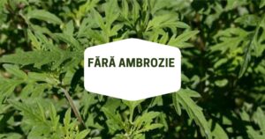 Consiliul raional Ialoveni susține Campania „Fără ambrozie” și îndeamnă la măsuri urgente de combatere